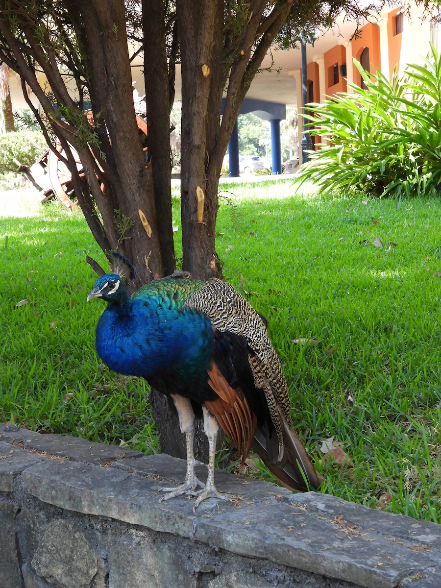 Pauma (etxekoa) - ML643720889