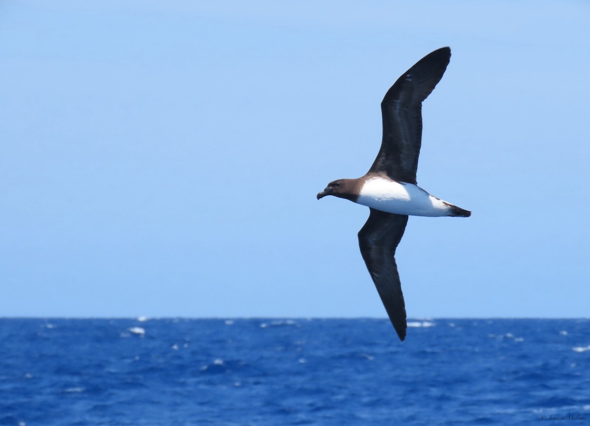 Tahiti Petrel - ML643720891