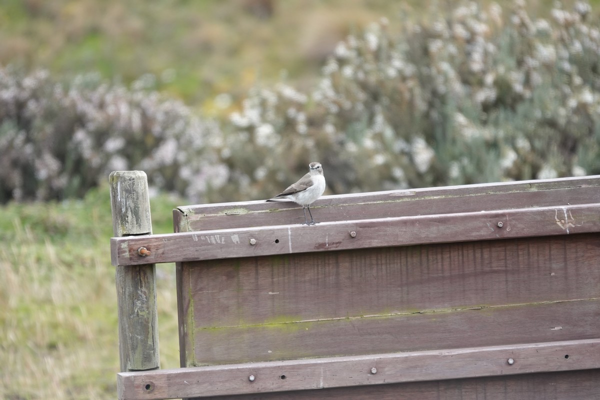 Dormilon à grands sourcils - ML643720894