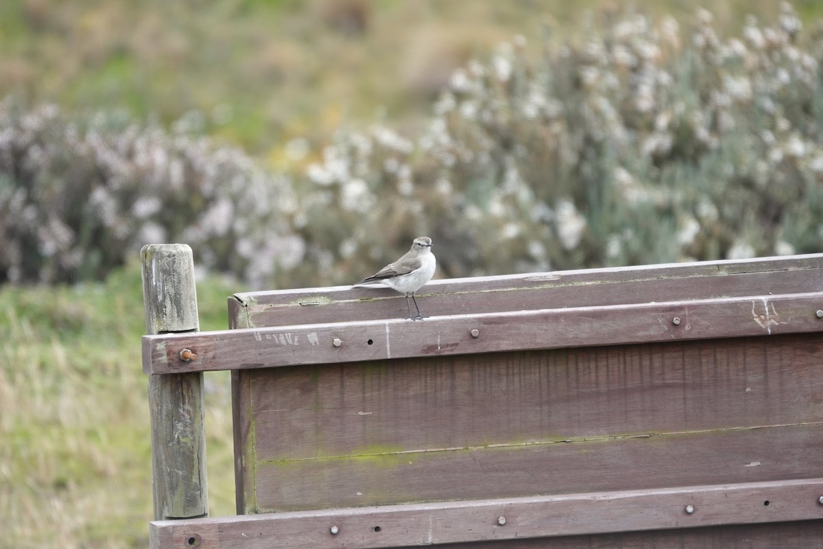 Dormilon à grands sourcils - ML643720898