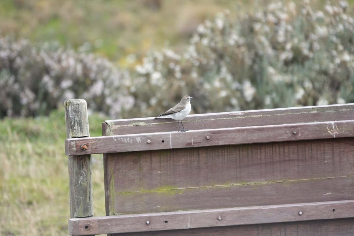 Dormilon à grands sourcils - ML643720904