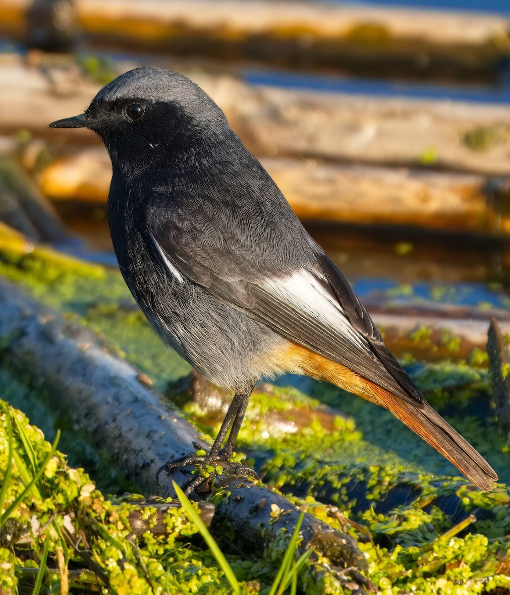 Black Redstart - ML643720908