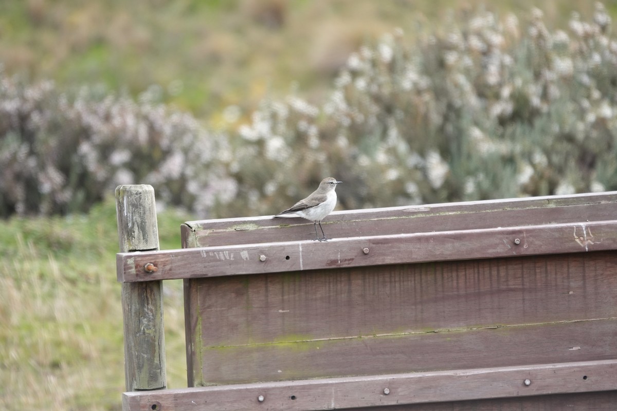 Dormilon à grands sourcils - ML643720909