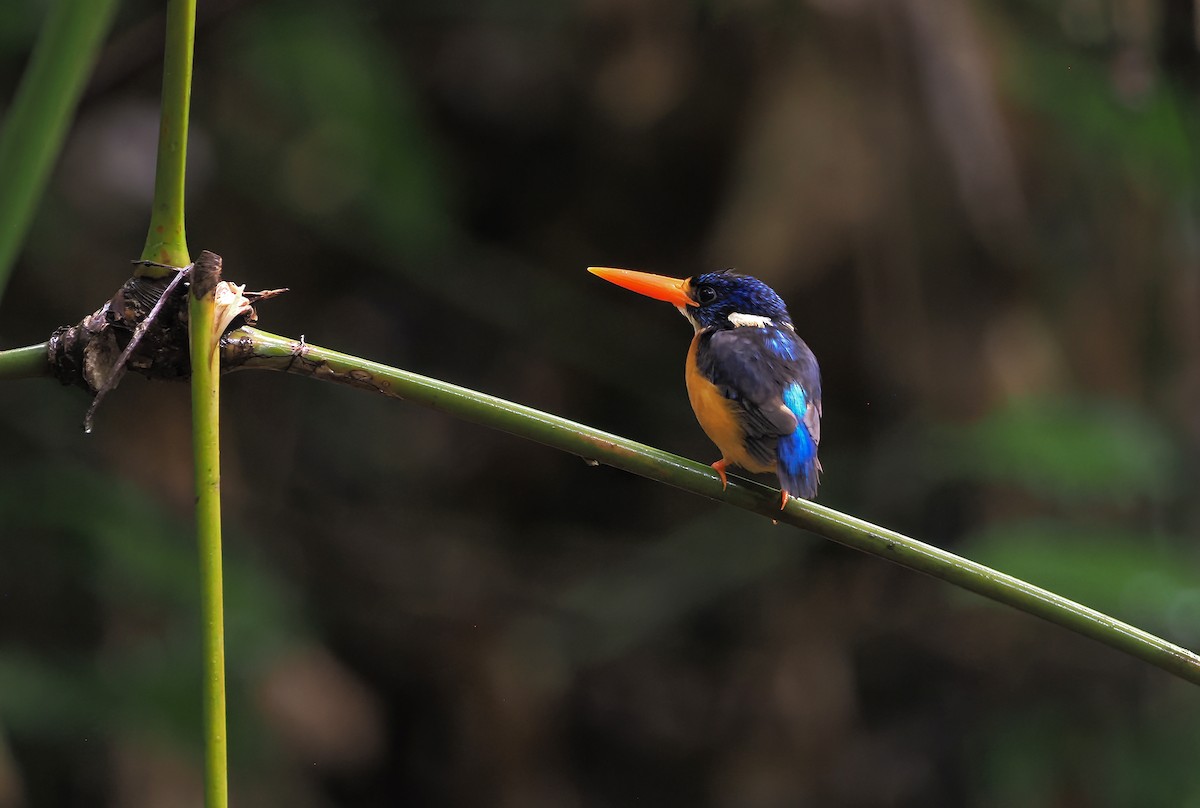 Martin-pêcheur gracieux (uropygialis) - ML643720915
