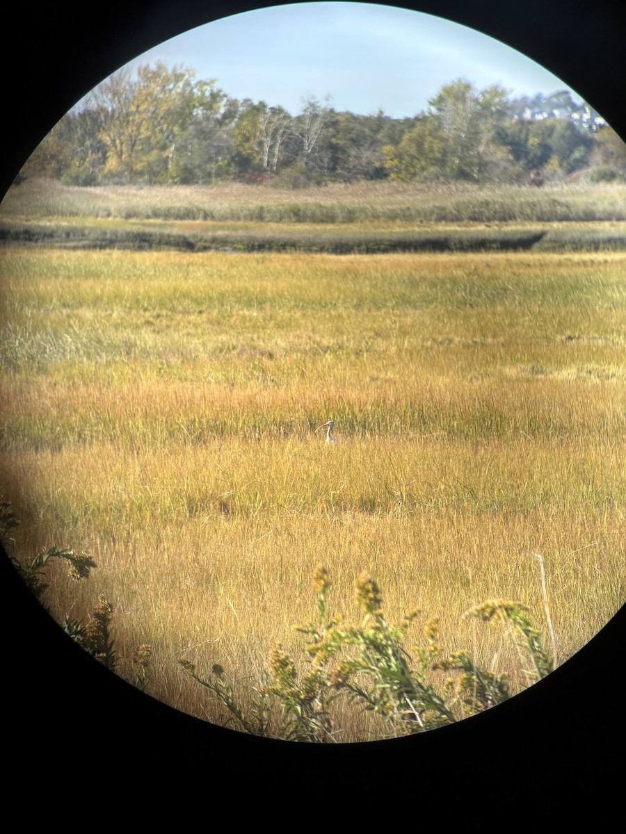 White Ibis - ML643720929