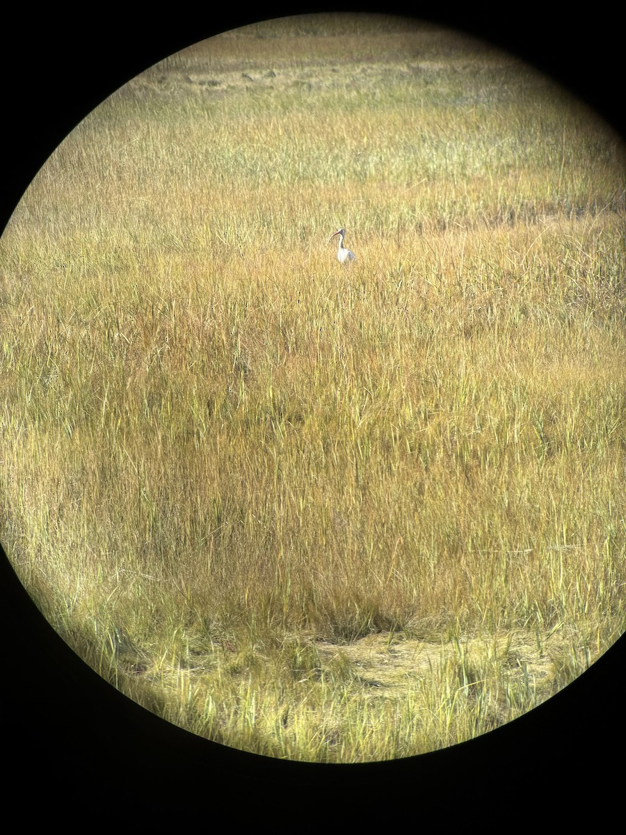 White Ibis - ML643720930