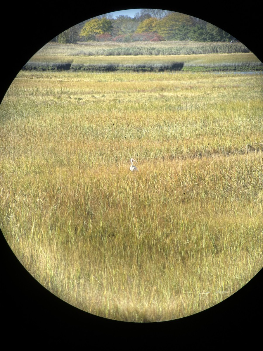 White Ibis - ML643720931