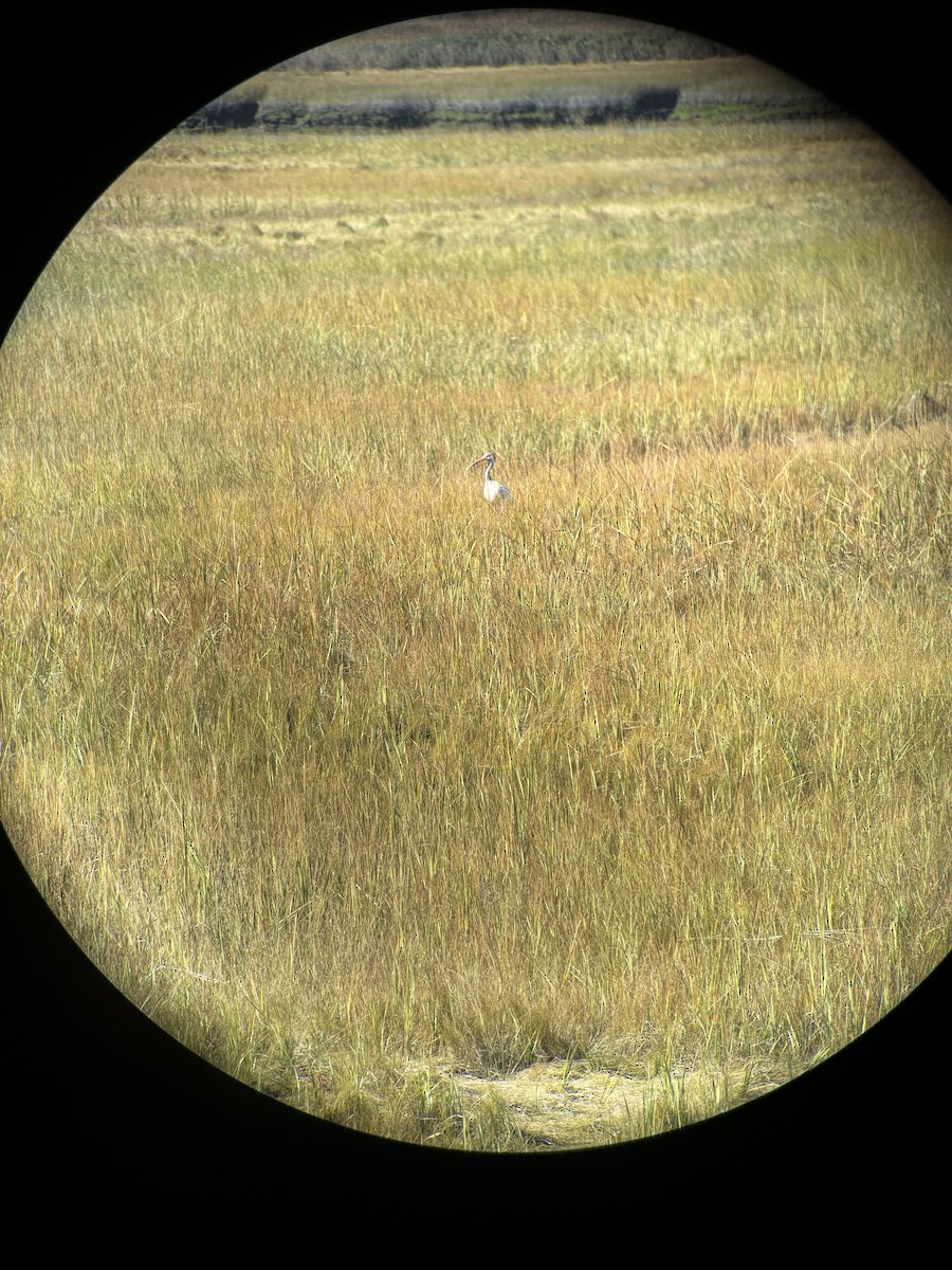 White Ibis - ML643720932