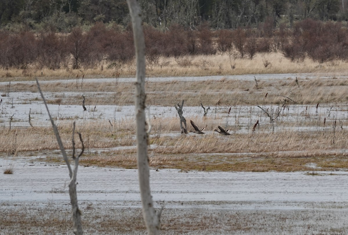 Yellow-billed Pintail - ML643720937