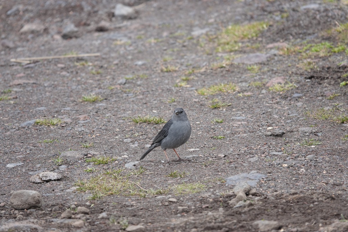 Plumbeous Sierra Finch - ML643720950