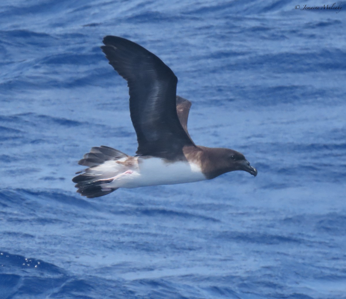 Tahiti Petrel - ML643720959