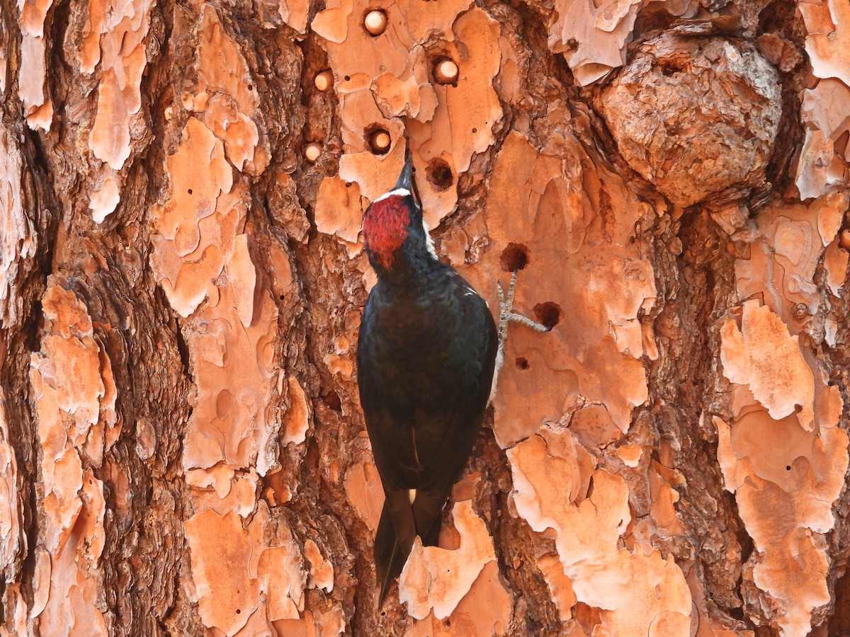 Acorn Woodpecker - ML643720973