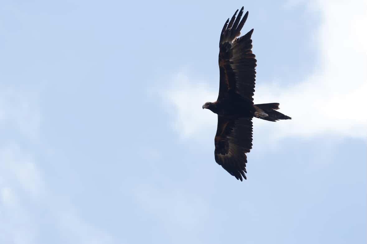 Wedge-tailed Eagle - ML643720988