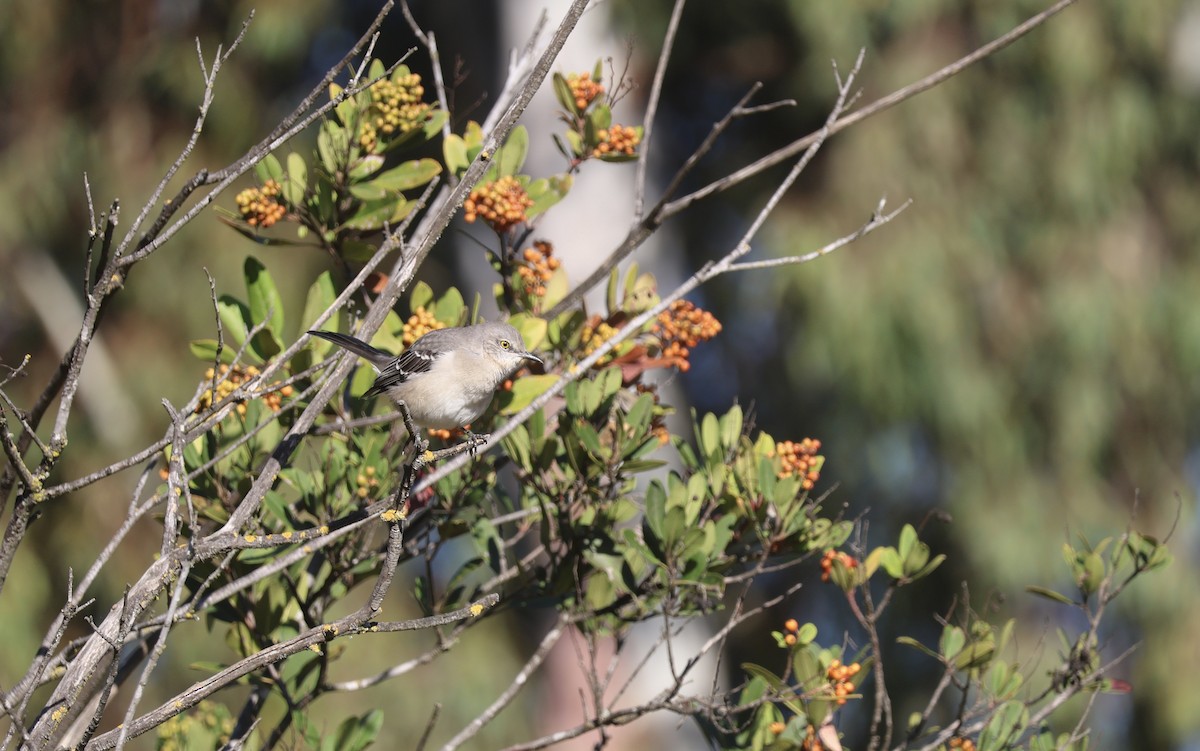 Northern Mockingbird - ML643720989