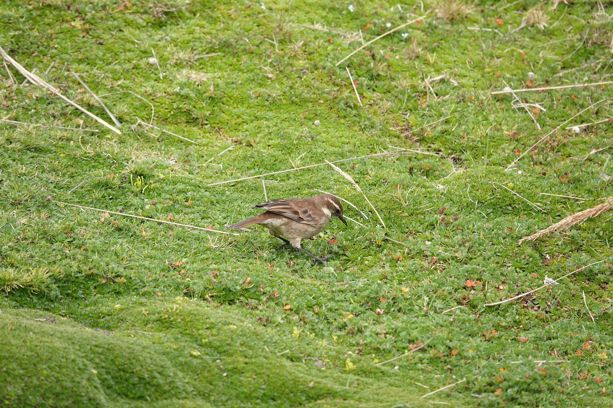 Chestnut-winged Cinclodes - ML643720990
