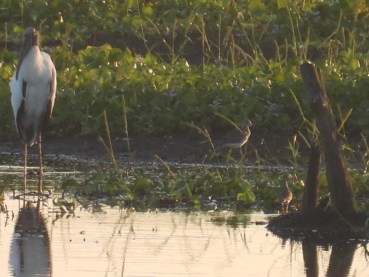 Wood Stork - ML643720991