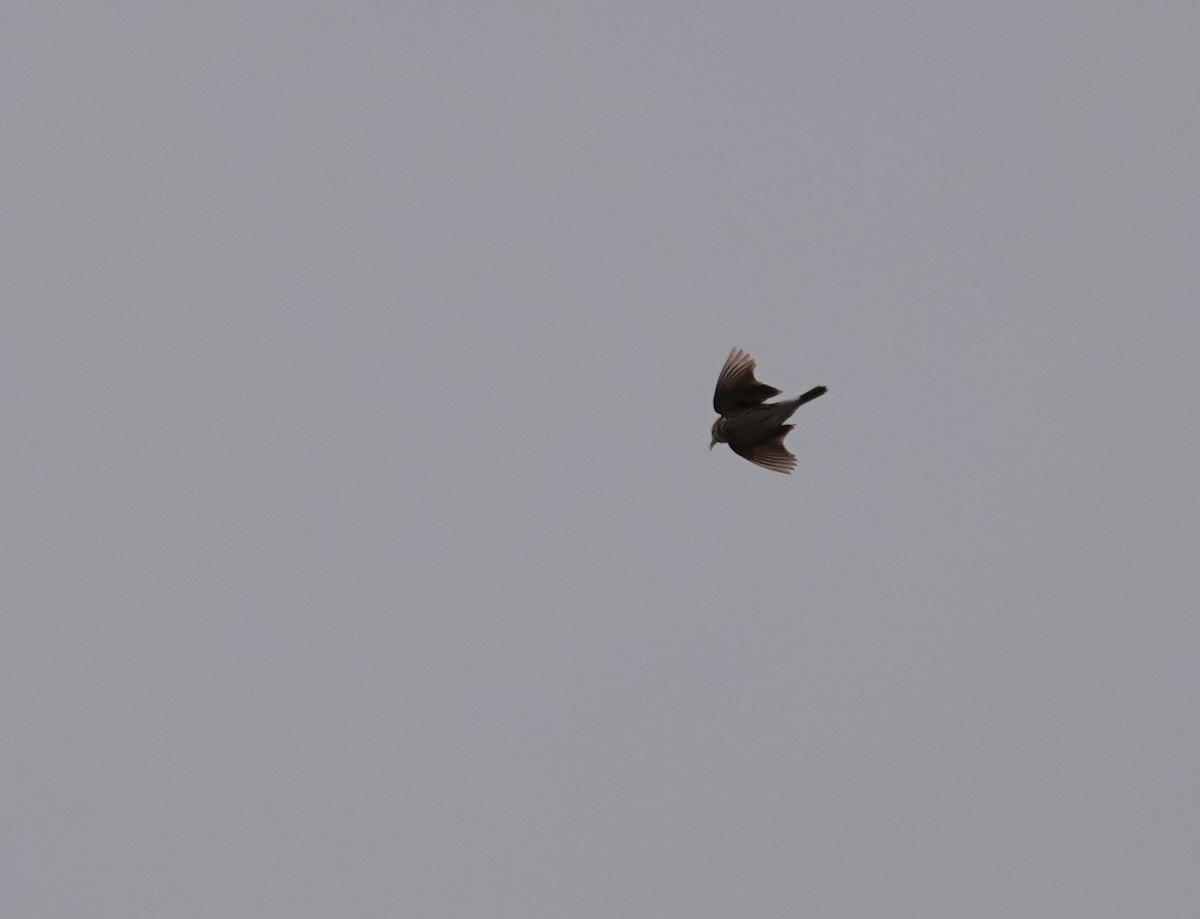 Correndera Pipit - ML643720992