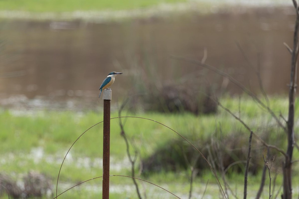 Sacred Kingfisher - ML643720993