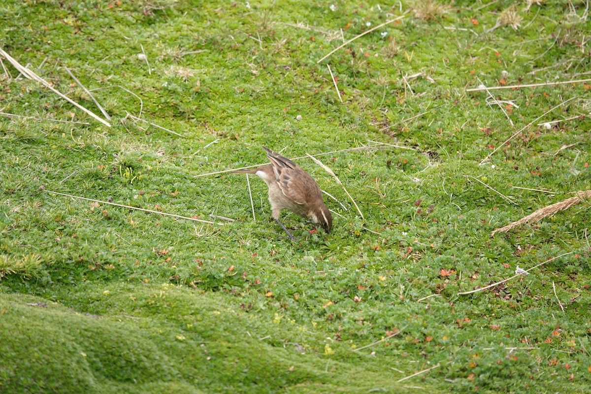 Chestnut-winged Cinclodes - ML643720994