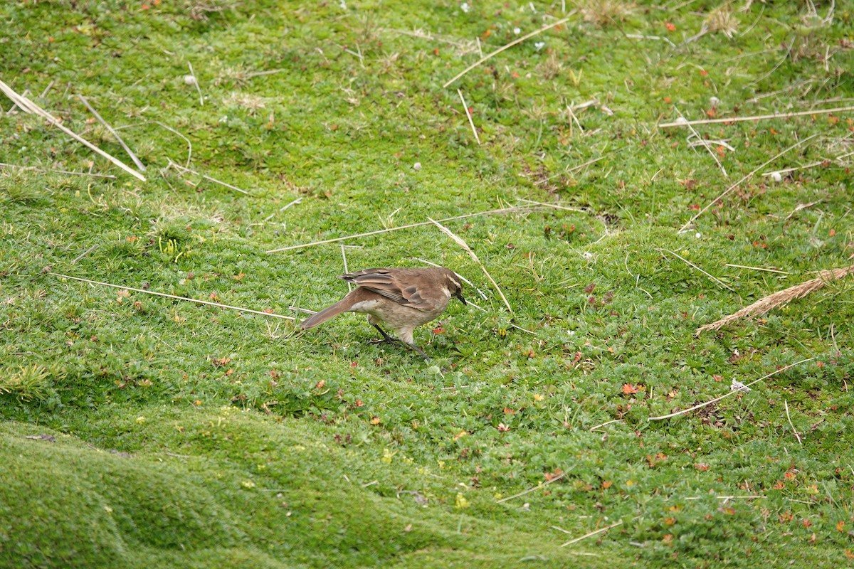 Chestnut-winged Cinclodes - ML643720995