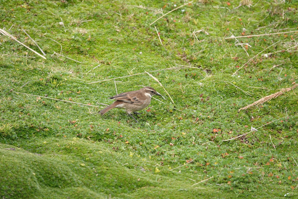 Chestnut-winged Cinclodes - ML643720996