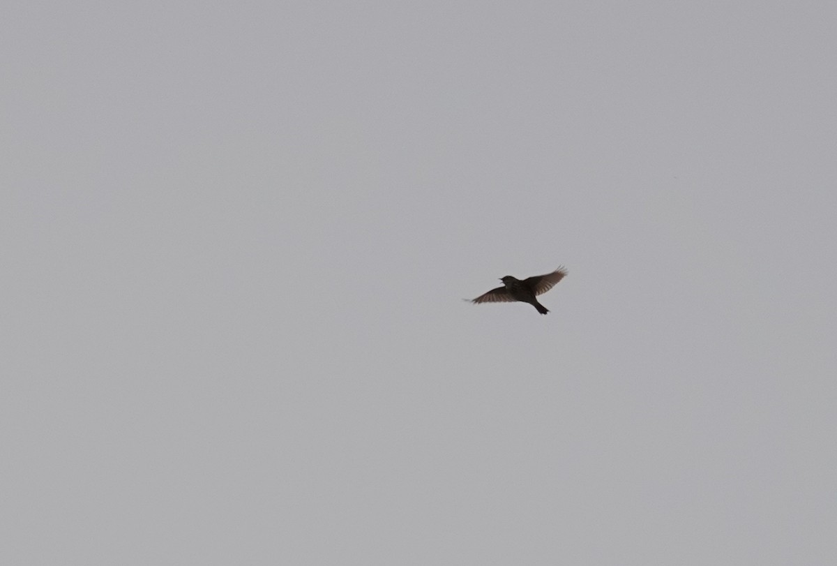 Correndera Pipit - ML643721000
