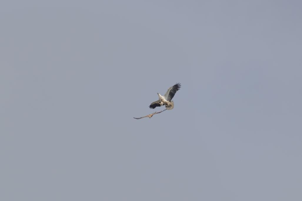 White-bellied Sea-Eagle - ML643721001
