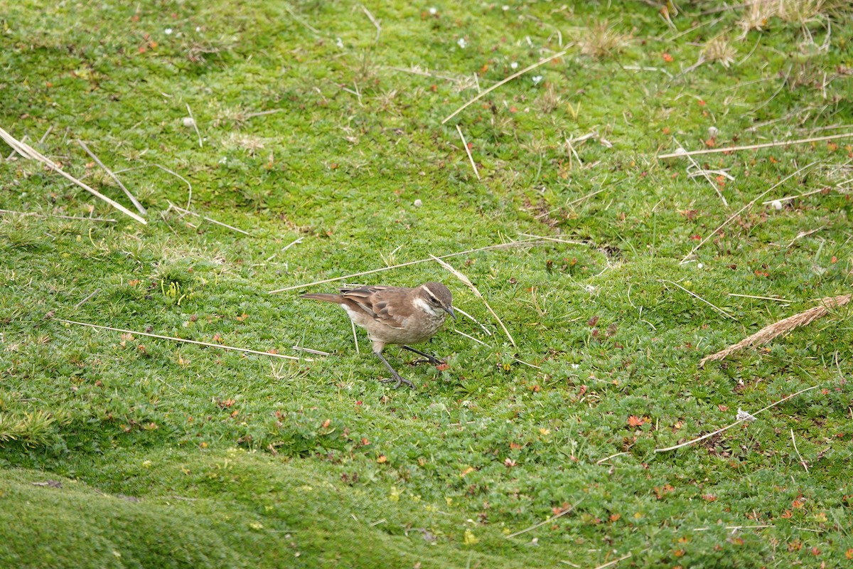 Chestnut-winged Cinclodes - ML643721004
