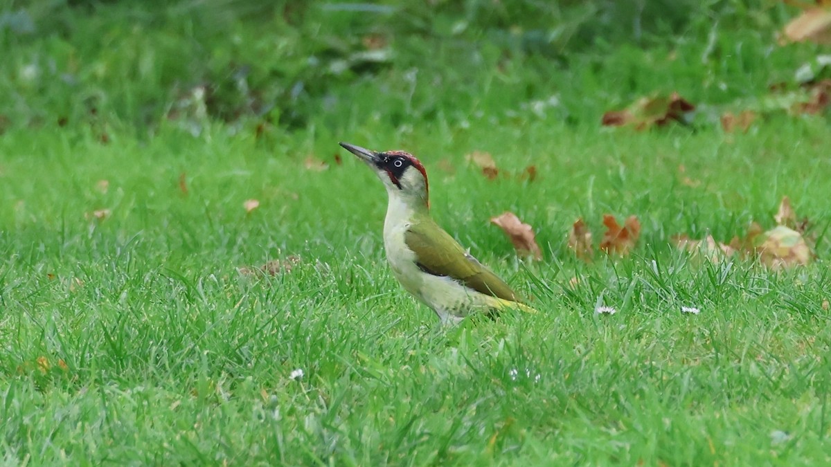 Eurasian Green Woodpecker - ML643721005