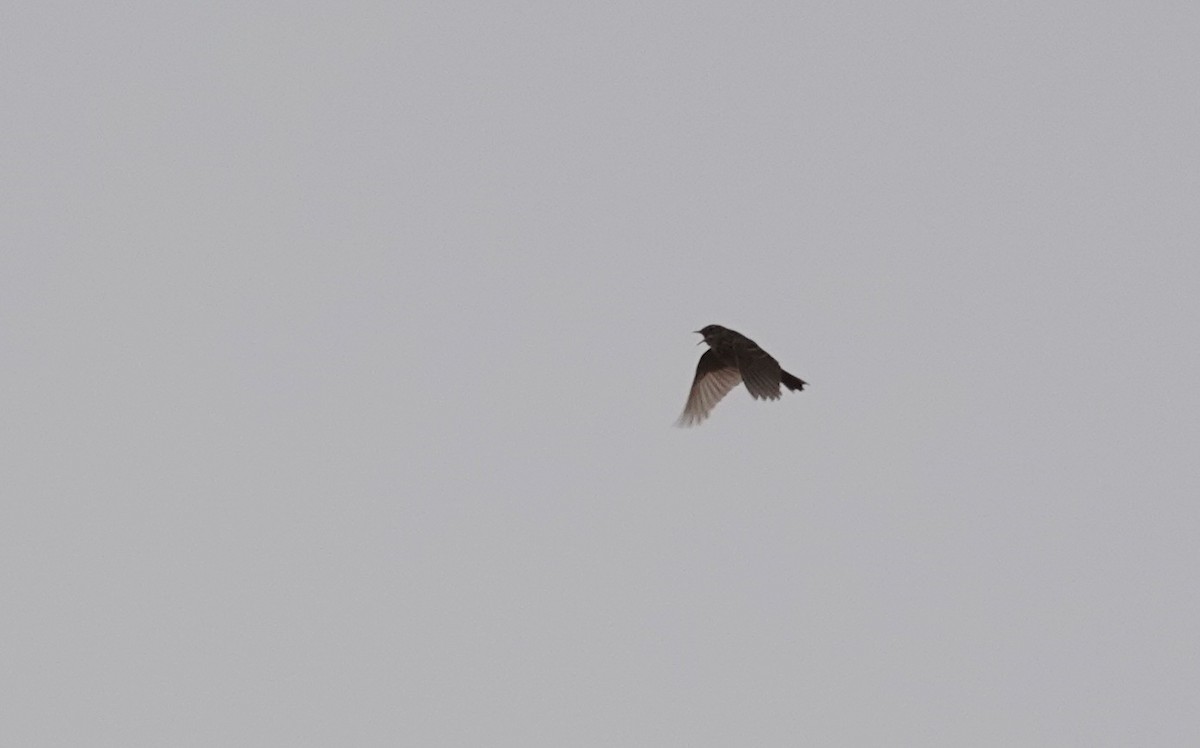 Correndera Pipit - ML643721006
