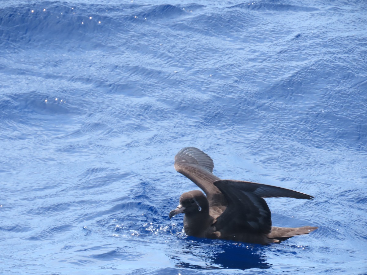 Flesh-footed Shearwater - ML643721008