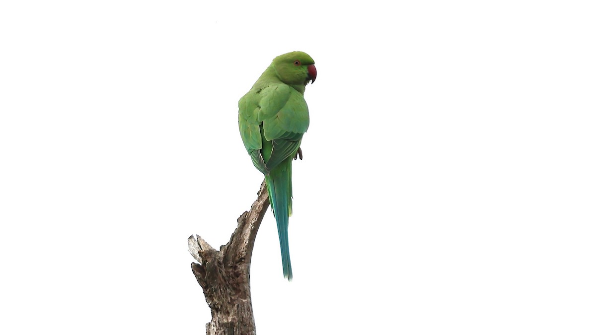 Rose-ringed Parakeet - ML643721009