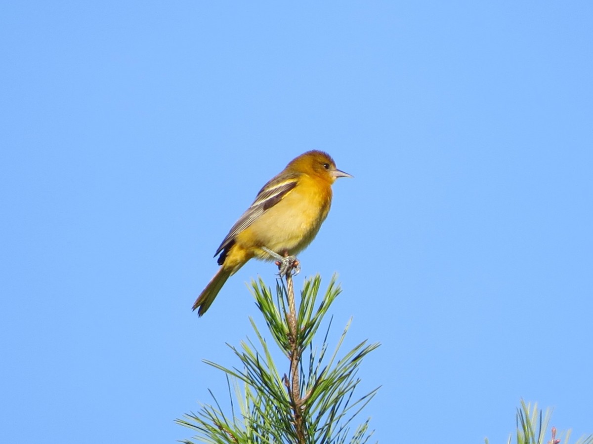 Baltimore Oriole - Bev Hansen