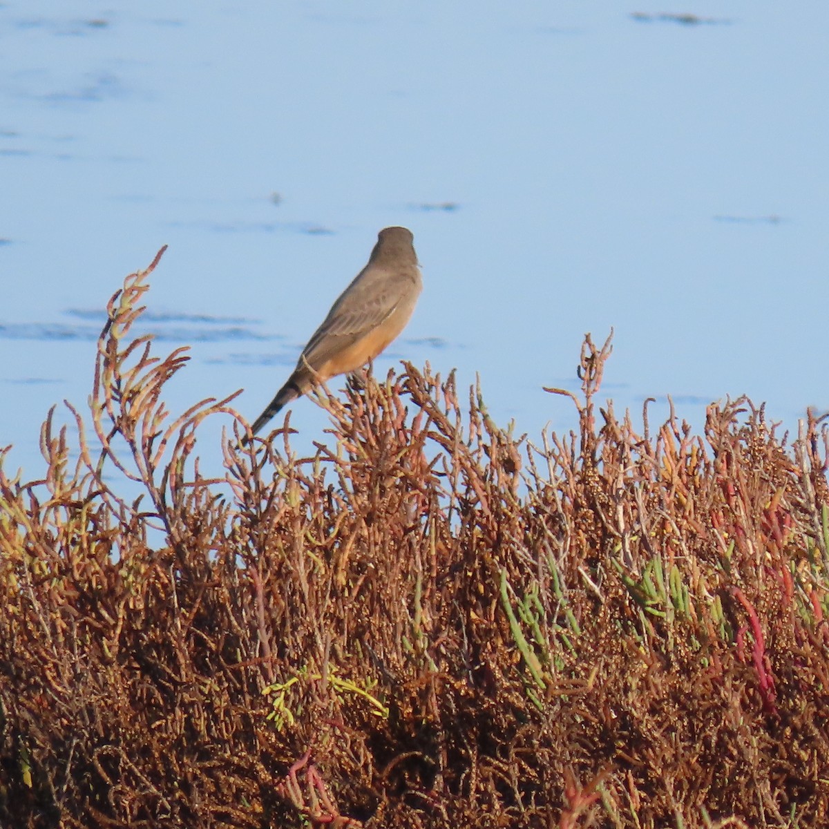 Say's Phoebe - ML643721011