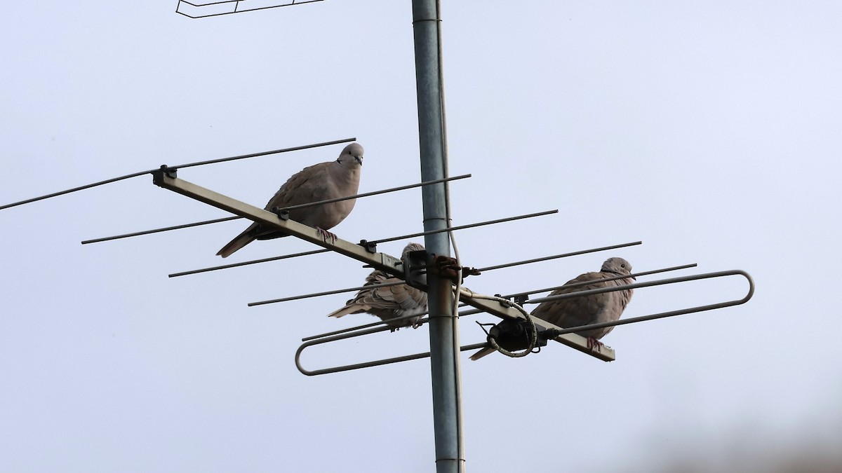 Eurasian Collared-Dove - ML643721022