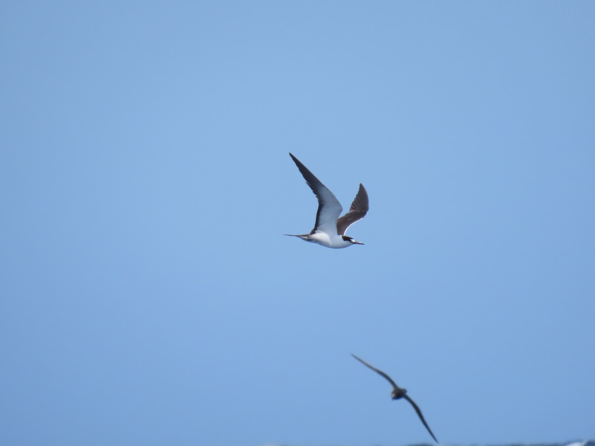 Sooty Tern - ML643721024