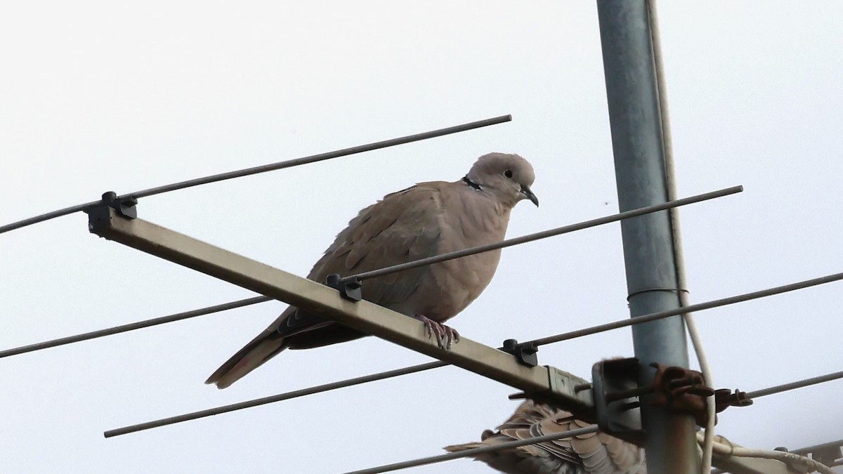 Eurasian Collared-Dove - ML643721025