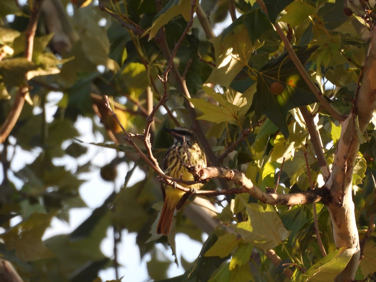 Sulphur-bellied Flycatcher - ML643721033