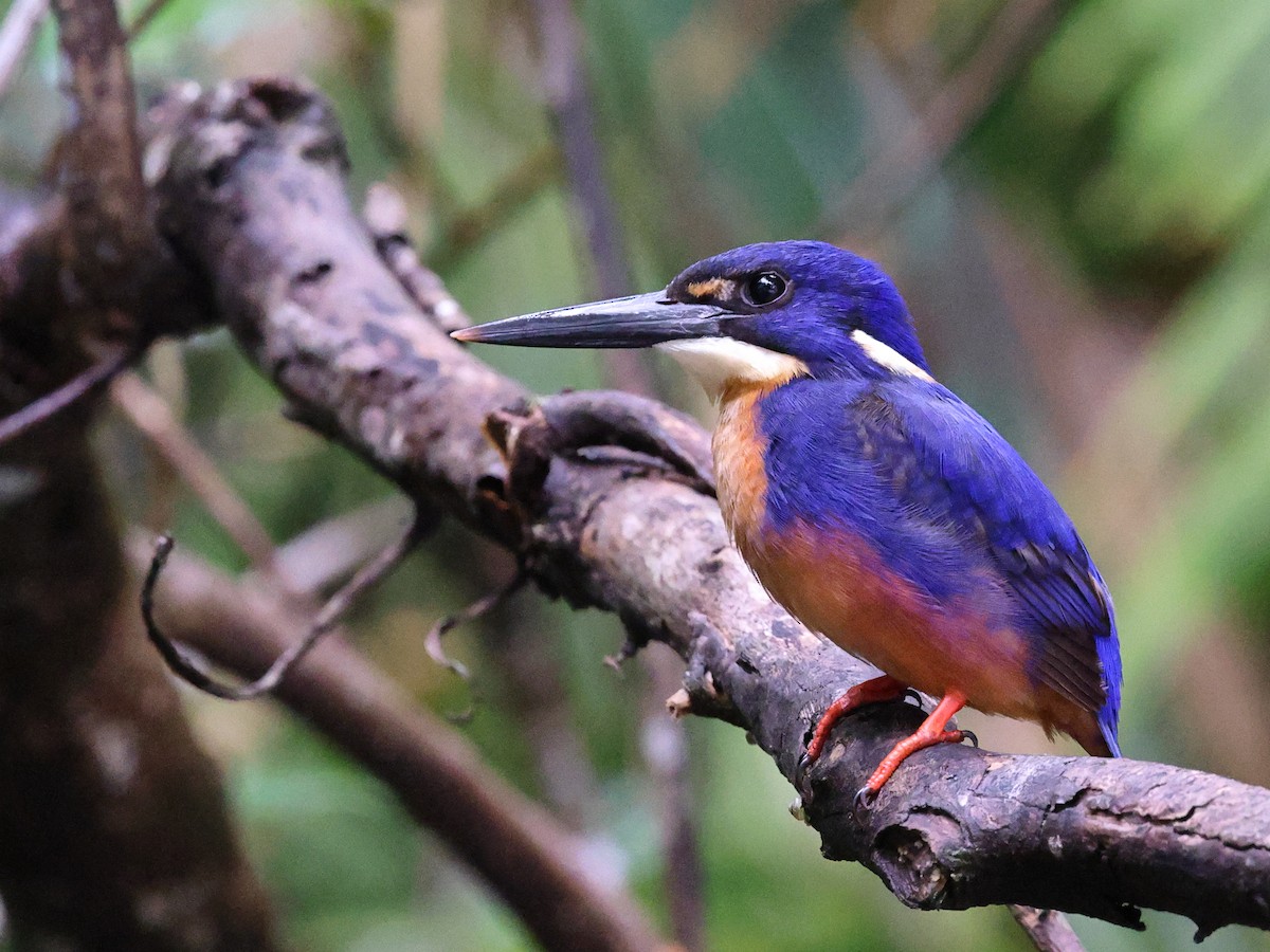 Azure Kingfisher - ML643721043