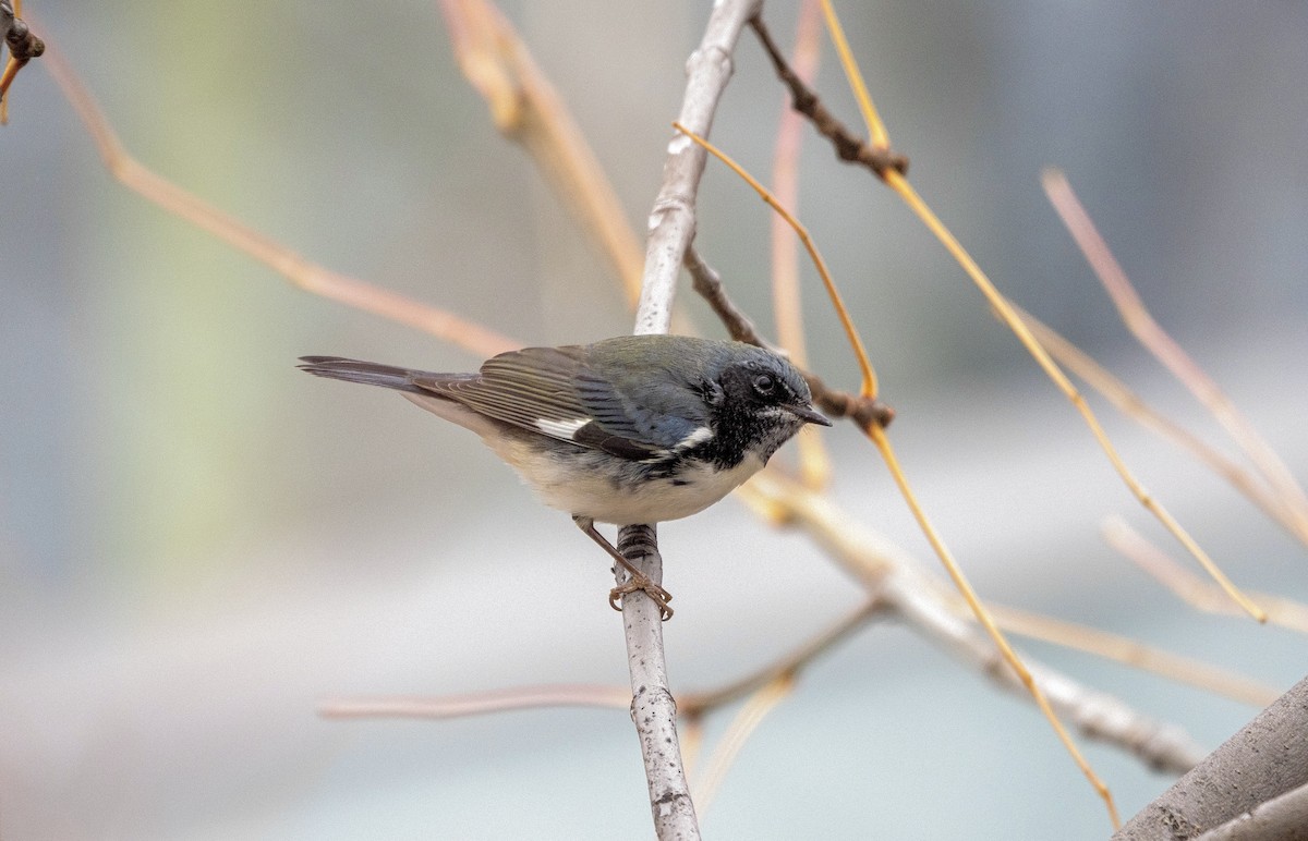 lesňáček modrohřbetý - ML643721045