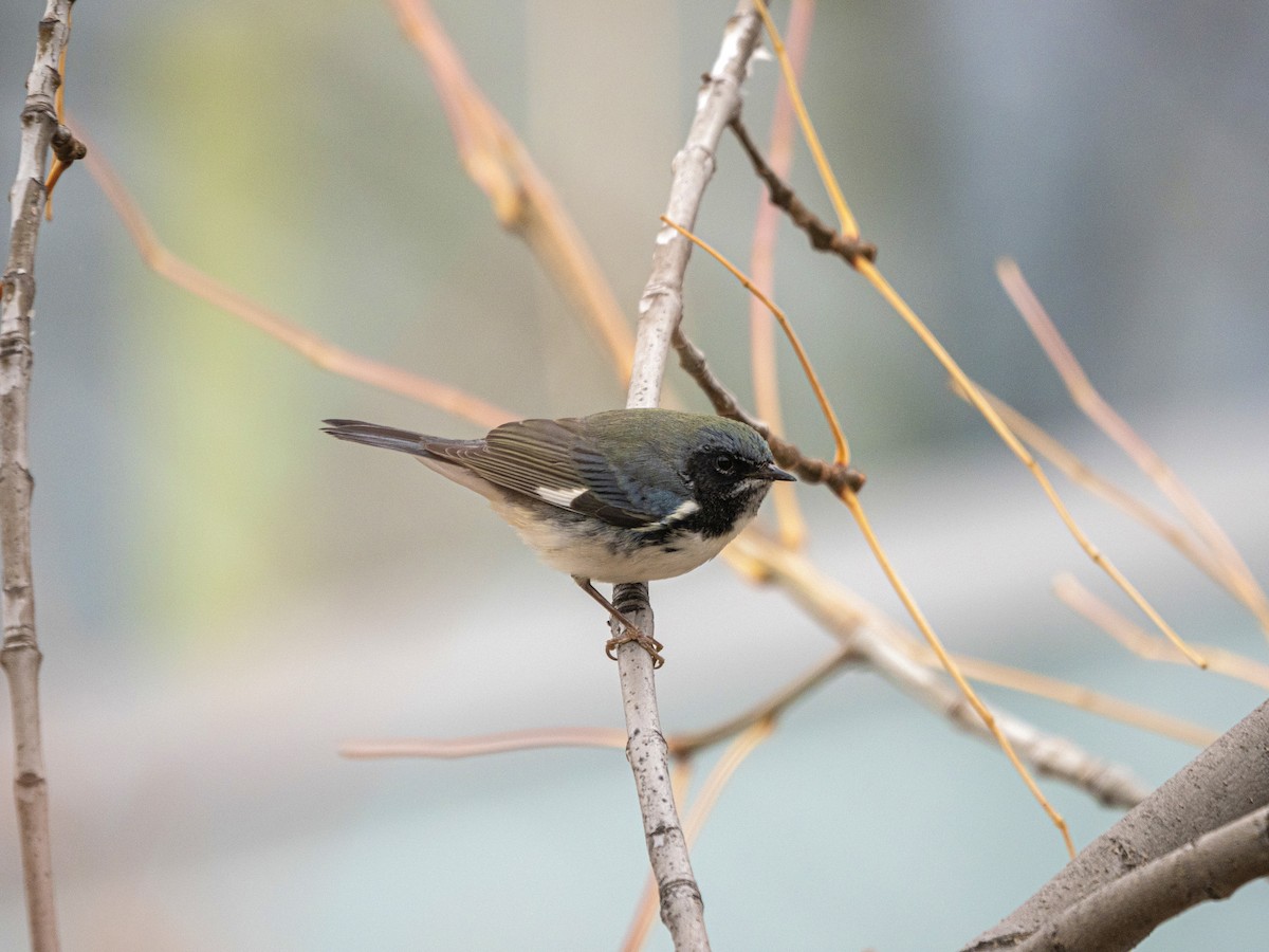 lesňáček modrohřbetý - ML643721046