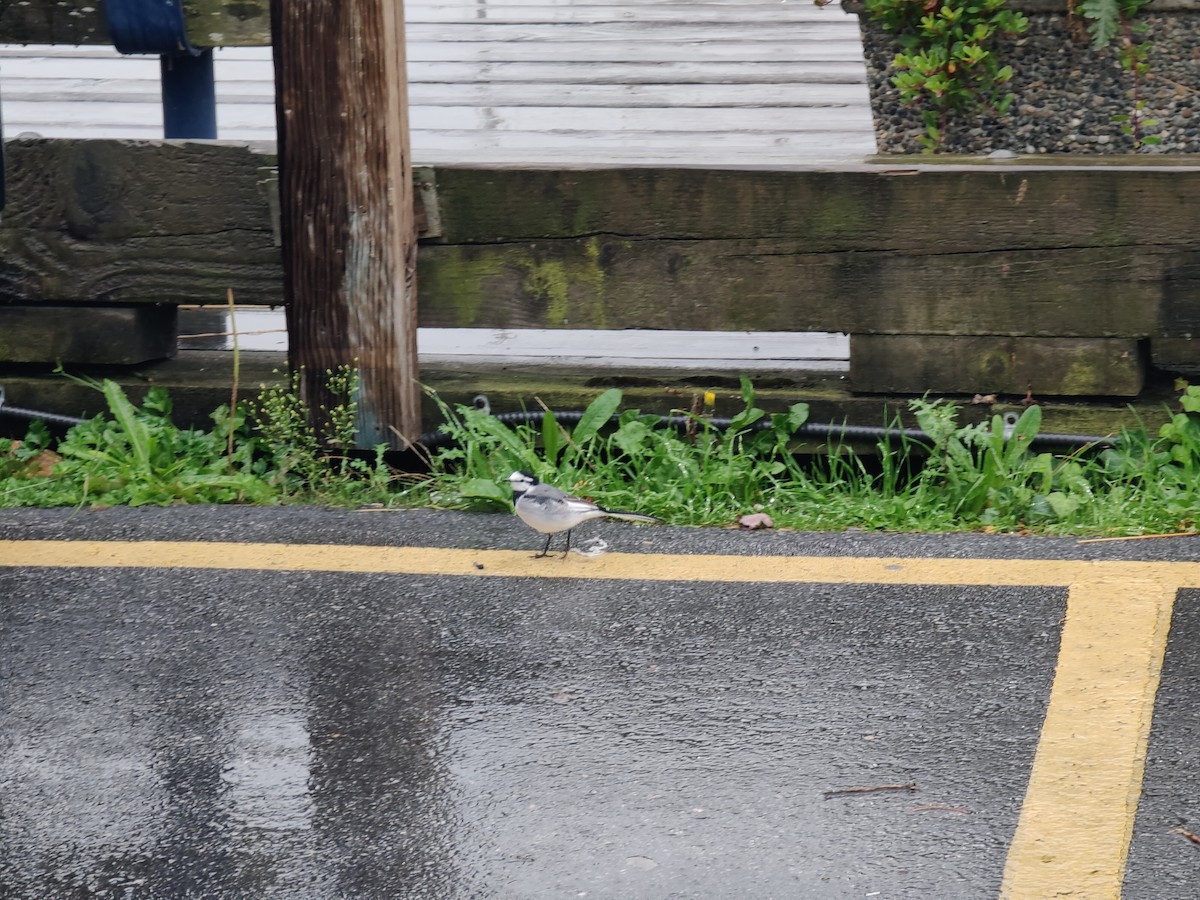 White Wagtail (Black-backed) - ML643721048
