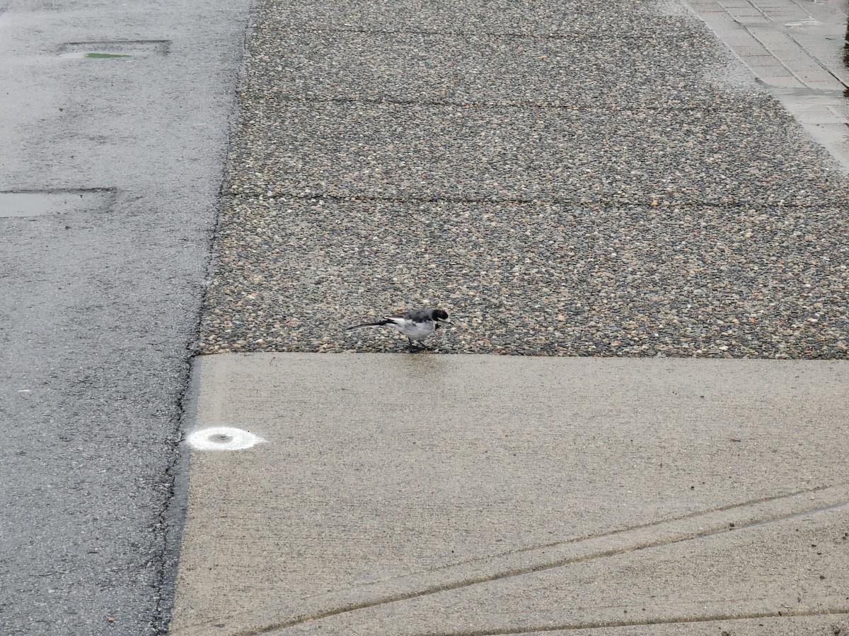 White Wagtail (Black-backed) - ML643721049