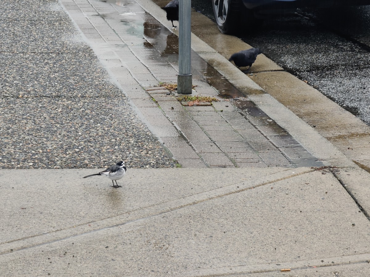 White Wagtail (Black-backed) - ML643721050