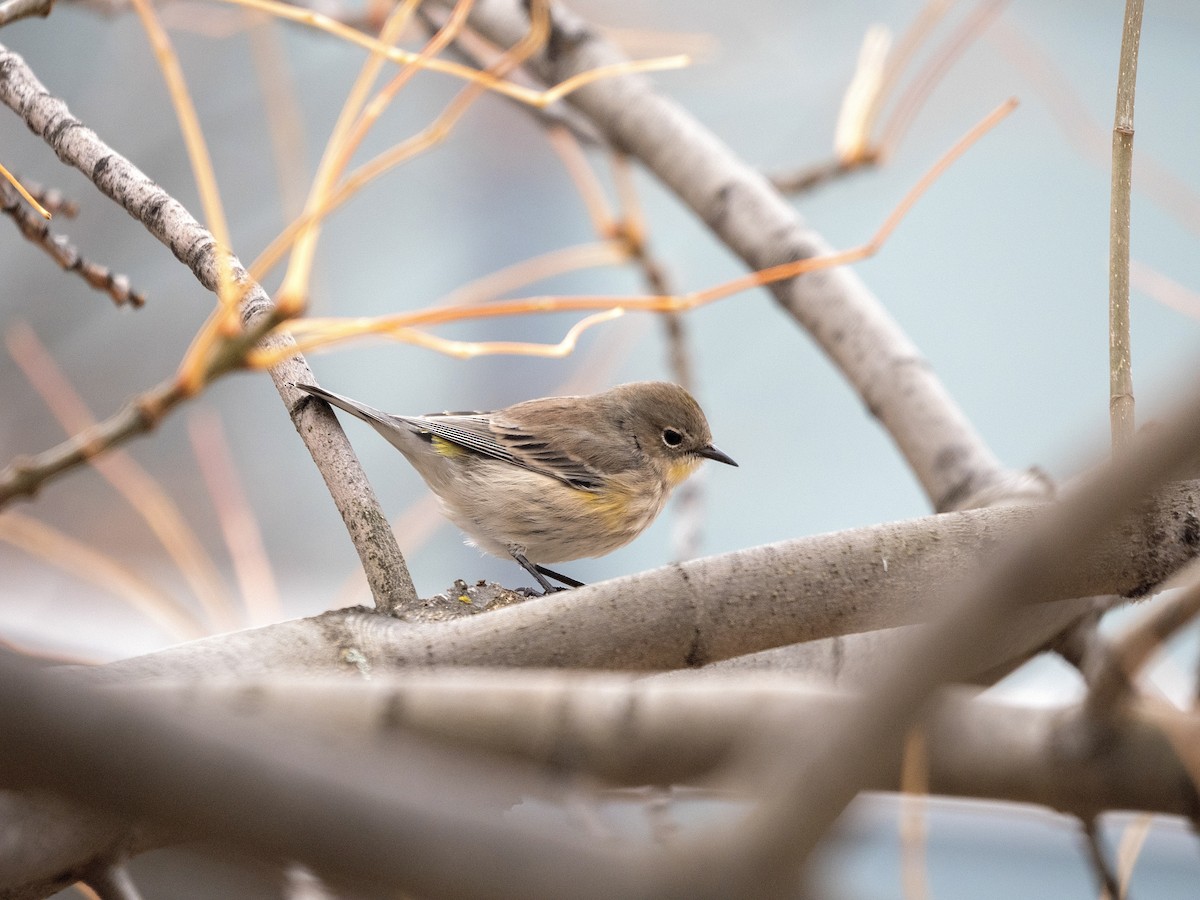 lesňáček žlutoskvrnný - ML643721051