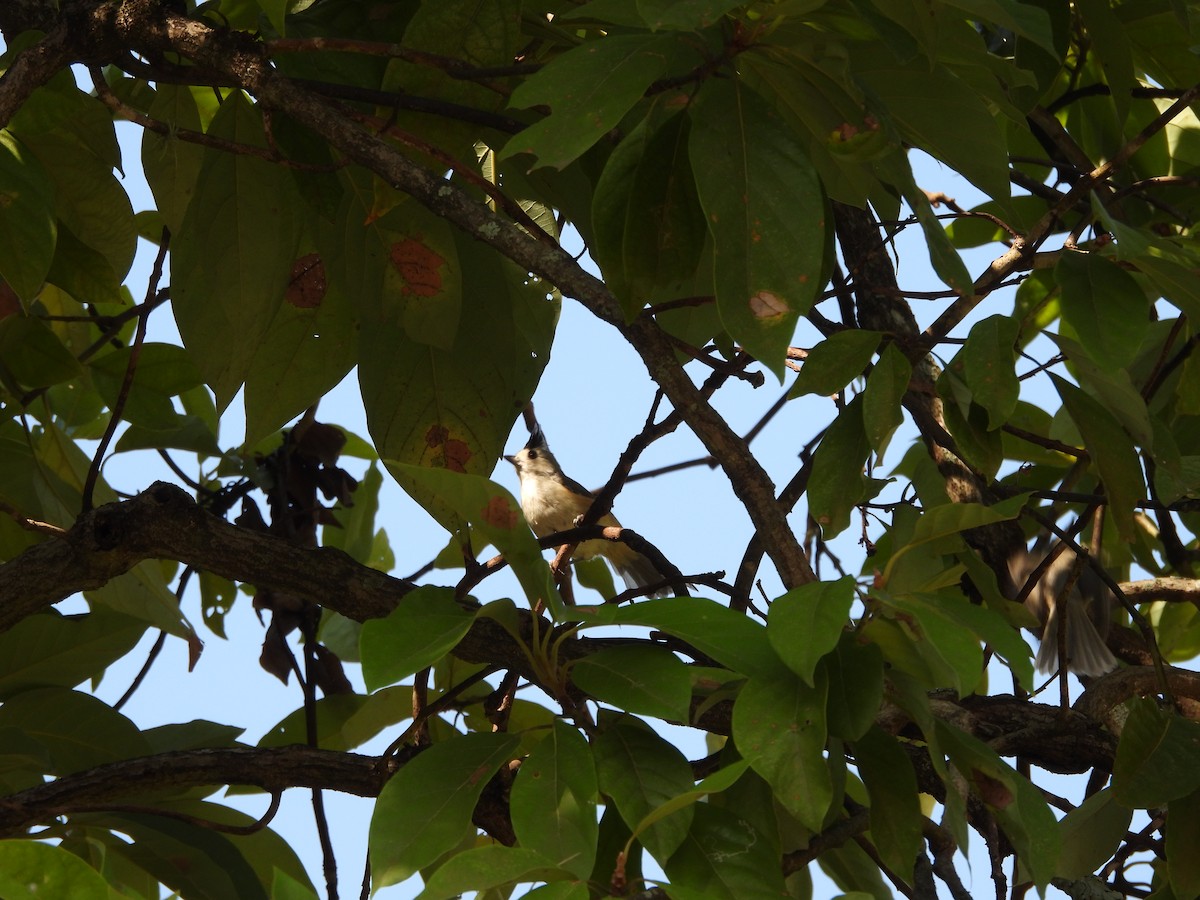 Black-crested Titmouse - ML643721056