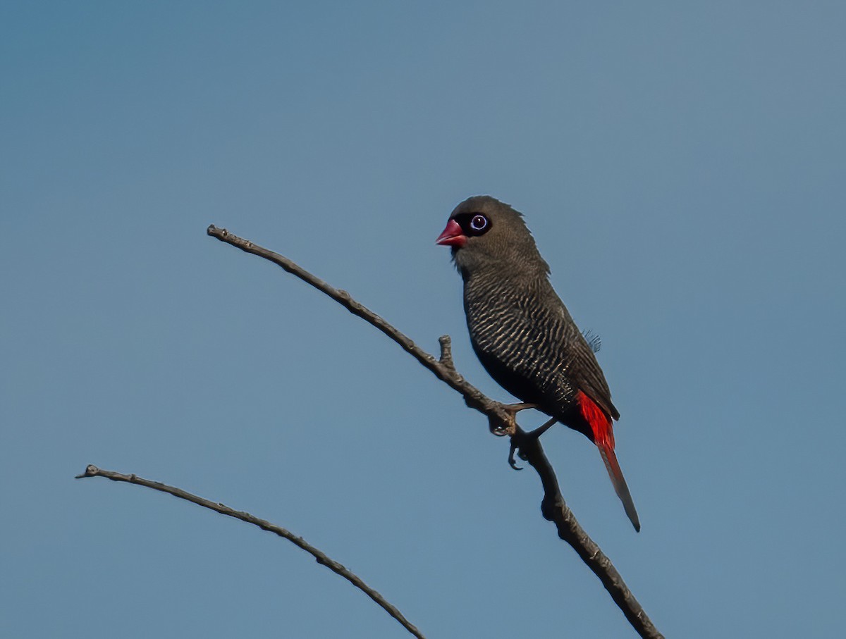 Beautiful Firetail - ML643721069