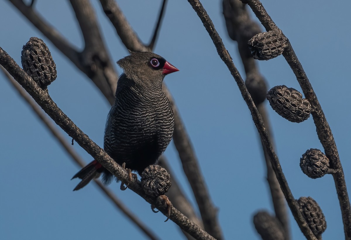 Beautiful Firetail - ML643721070