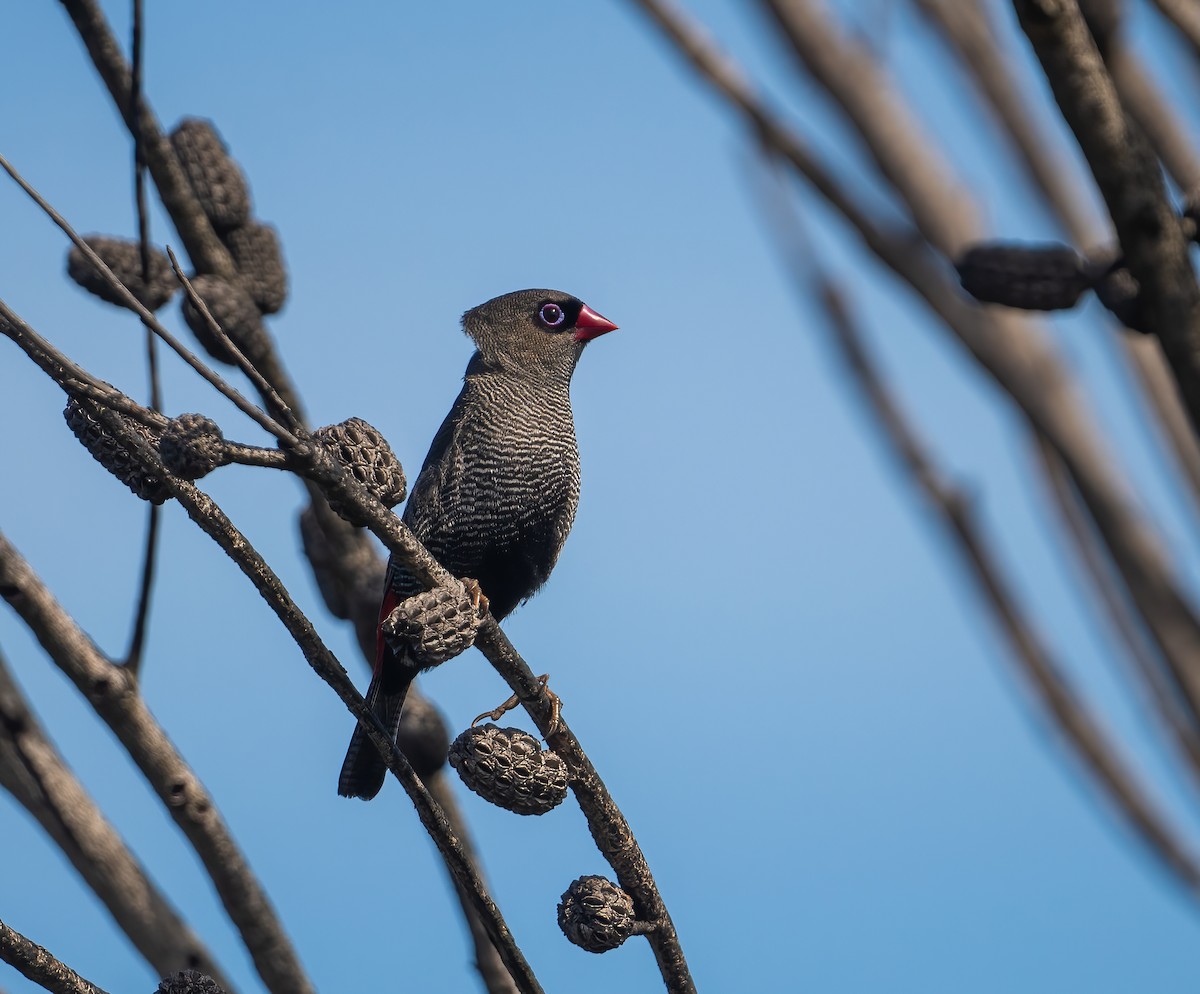 Beautiful Firetail - ML643721071