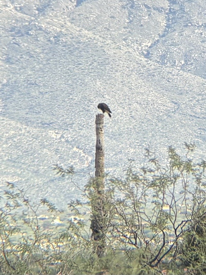 Harris's Hawk - ML643721072